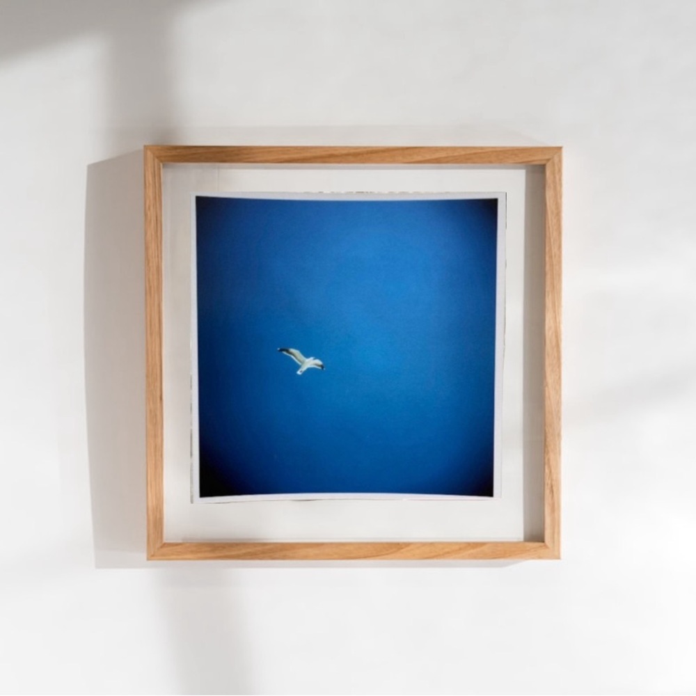 Seagull Bird Art Print Original Photography Professional Prints Decor